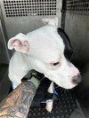 adoptable Dog in austin, TX named PASSION