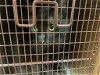 adoptable Cat in austin, TX named *BENJI B