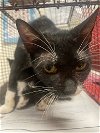 adoptable Cat in austin, TX named *BEVERLY