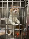 adoptable Cat in austin, TX named *BUTTERSCOTCH