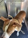 adoptable Dog in austin, TX named *DIPPER