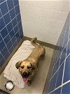 adoptable Dog in austin, TX named THE GEORGE ALLEN