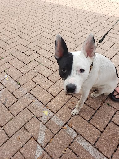 adoptable Dog in Austin, TX named *YINYANG