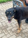 adoptable Dog in austin, TX named THOR