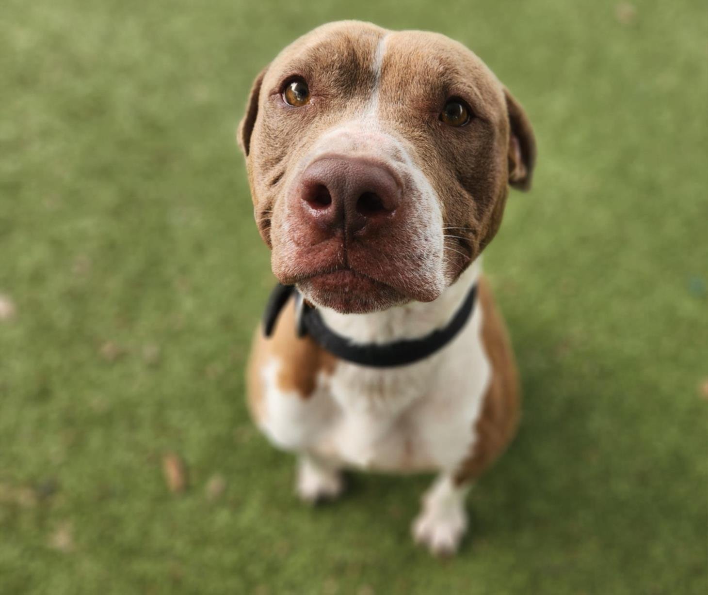 adoptable Dog in Austin, TX named *CHARGER