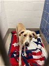adoptable Dog in austin, TX named MARTY