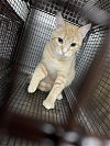 adoptable Cat in austin, TX named LEVI