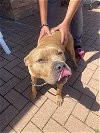 adoptable Dog in austin, TX named *BEANS