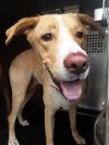 adoptable Dog in austin, TX named MILA