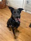 adoptable Dog in austin, TX named MINERVA