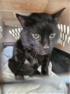 adoptable Cat in austin, TX named EINSTEIN