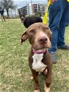 adoptable Dog in austin, TX named *CHUBS