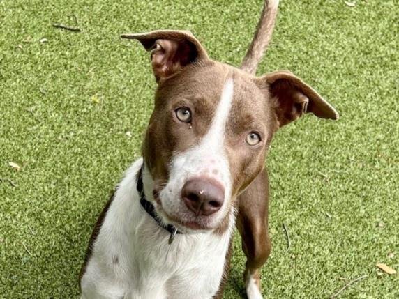 adoptable Dog in Austin, TX named *NORMA