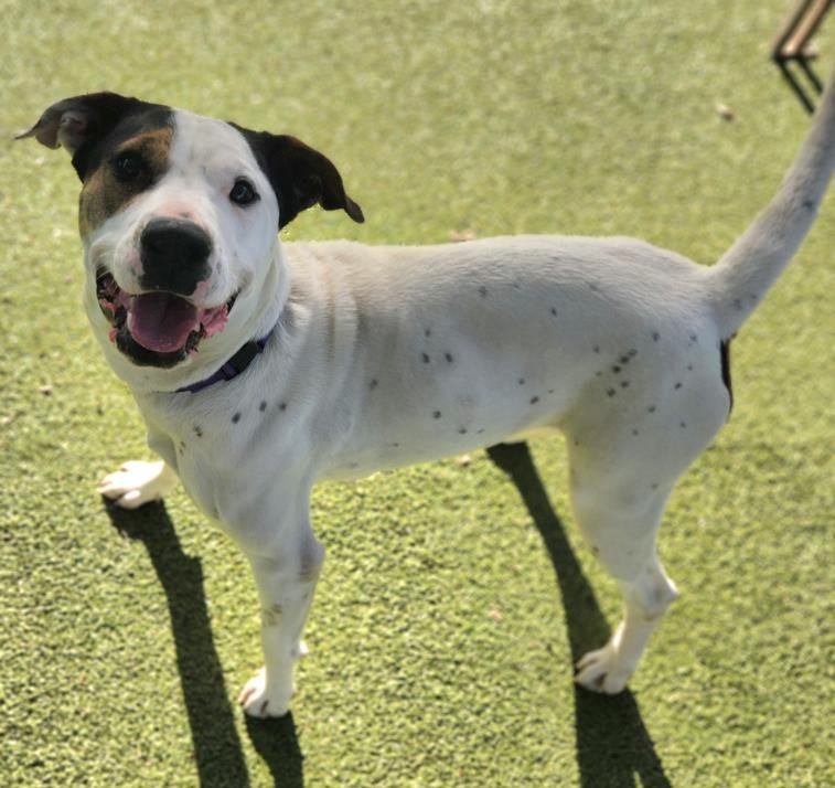 adoptable Dog in Austin, TX named *MAZDA