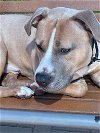 adoptable Dog in austin, TX named *BRAMBLE