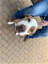 adoptable Dog in austin, TX named KYLO