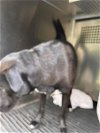adoptable Dog in austin, TX named *CHILI DOG