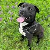 adoptable Dog in austin, TX named *CHILI DOG