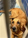 adoptable Dog in austin, TX named *CHARLENE