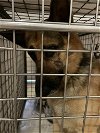 adoptable Dog in austin, TX named KAI