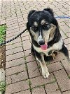 adoptable Dog in austin, TX named LOLA