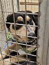 adoptable Dog in austin, TX named LILA