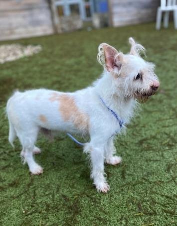 adoptable Dog in Austin, TX named SHIRO