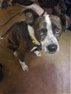adoptable Dog in austin, TX named MATILDA