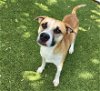 adoptable Dog in austin, TX named JIBLETT