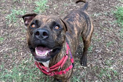 adoptable Dog in Austin, TX named BIG MAC