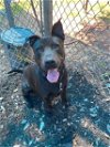 adoptable Dog in austin, TX named *DINOSAUR