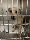 adoptable Dog in austin, TX named MAX