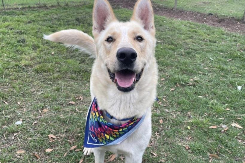 adoptable Dog in Austin, TX named PRINCE