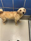 adoptable Dog in austin, TX named *BRIAR