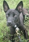 adoptable Dog in austin, TX named *DARWIN