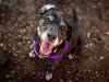 adoptable Dog in austin, TX named LEONARD