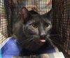 adoptable Cat in austin, TX named *CASS PRO SHOP