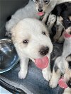 adoptable Dog in austin, TX named *CAROUSEL