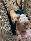 adoptable Dog in austin, TX named LARRY*