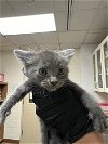 adoptable Cat in austin, IN named A902799