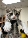 adoptable Cat in austin, IN named A902800