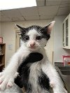 adoptable Cat in austin, IN named A902801