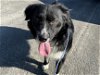 adoptable Dog in austin, TX named *BRODIE