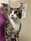 adoptable Cat in austin, TX named CHARLIE