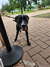 adoptable Dog in austin, TX named JOURNEY