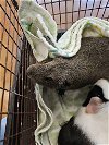 adoptable Guinea Pig in austin, TX named EMMA