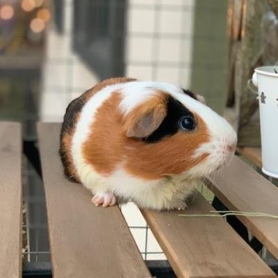 adoptable Guinea Pig in Austin, TX named *PINTO