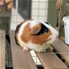 adoptable Guinea Pig in  named *PINTO