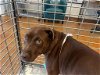 adoptable Dog in austin, TX named CHOCLETE