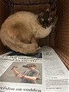 adoptable Cat in austin, IN named *CASSTERPIECE THEATRE